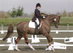 Advanced Dressage Horse