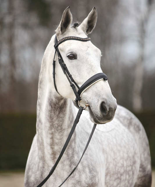 Advanced Plus Dressage Horses | Find A Dressage Horse